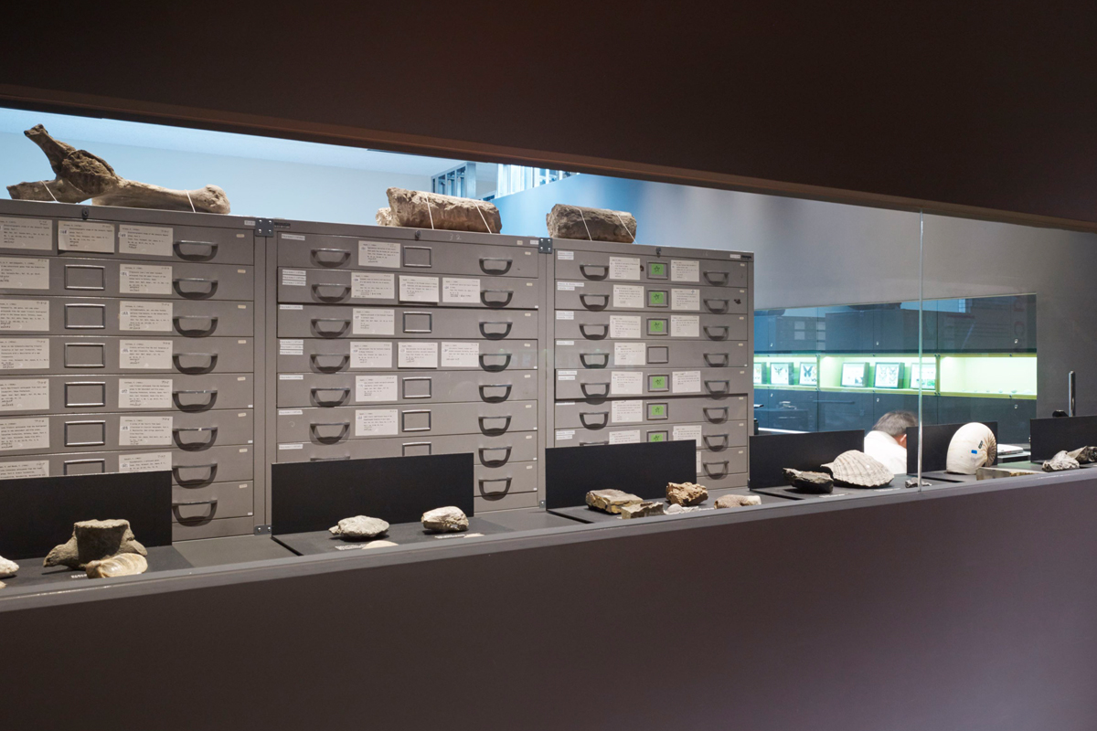 Succession of scholarshipーtype collection in paleontology